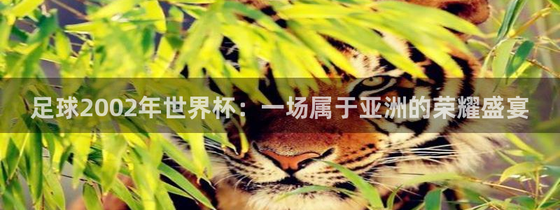 足球2002年世界杯：一场属于亚洲的荣耀盛宴